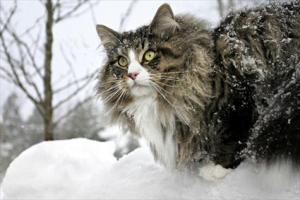 238337_051206pilsner2