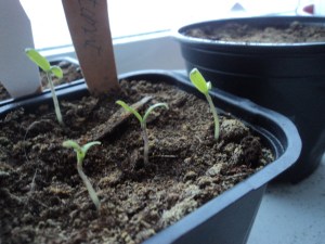 De första spirande skotten